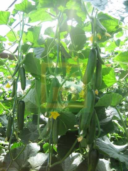 BABY F1 SALATALIK TOHUMU