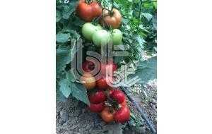 MEDAR F1 DOMATES TOHUMU