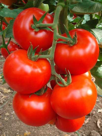 kırıll sırık domates tohumu 